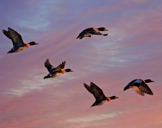 Eurasian wigeon