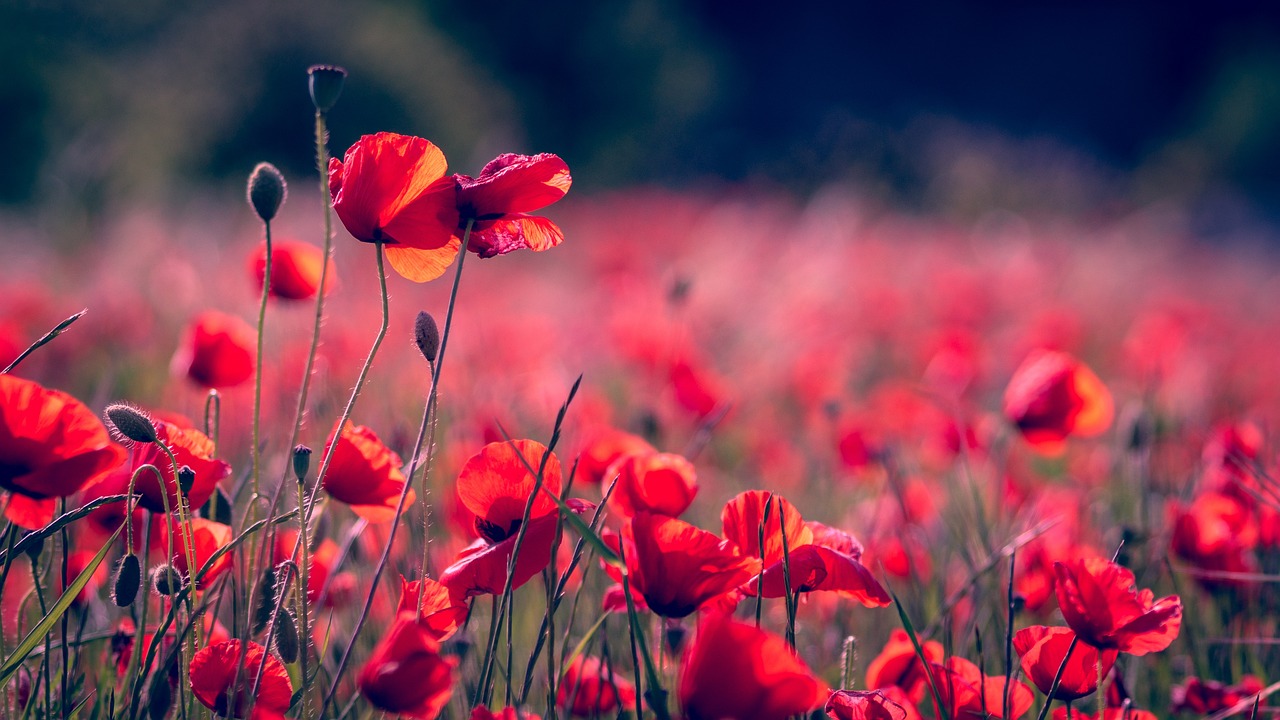 poppies-3374193_1280