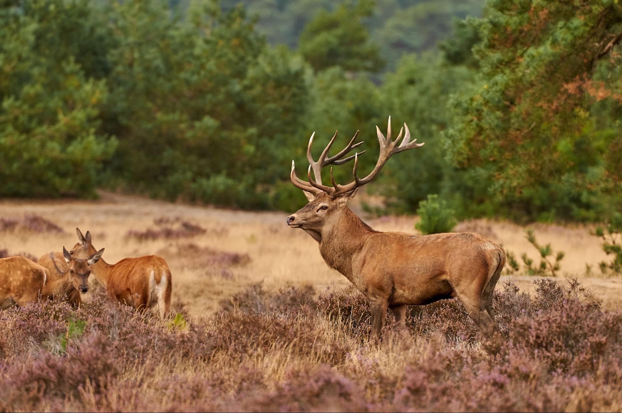 The Hoge Veluwe, © Harrie Wijnands