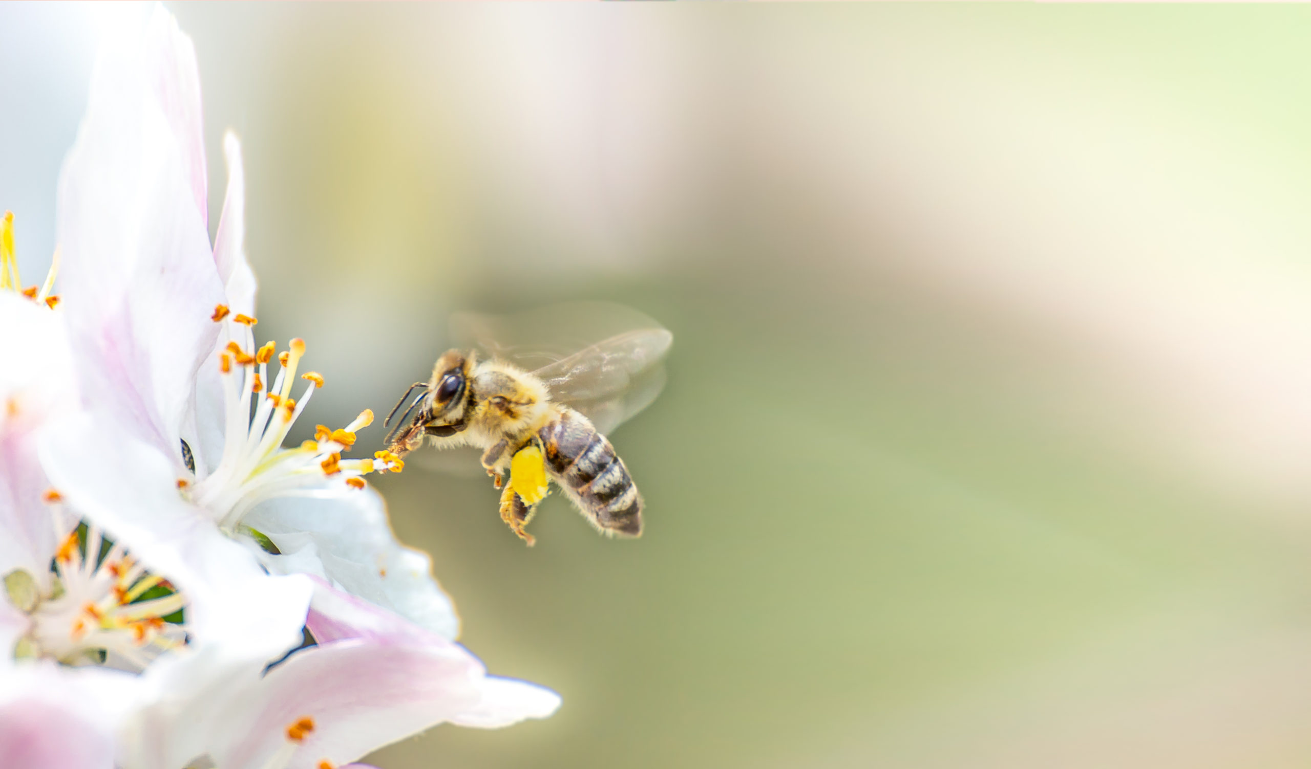 Flying,Honey,Bee,Collecting,Bee,Pollen,From,Apple,Blossom.,Bee