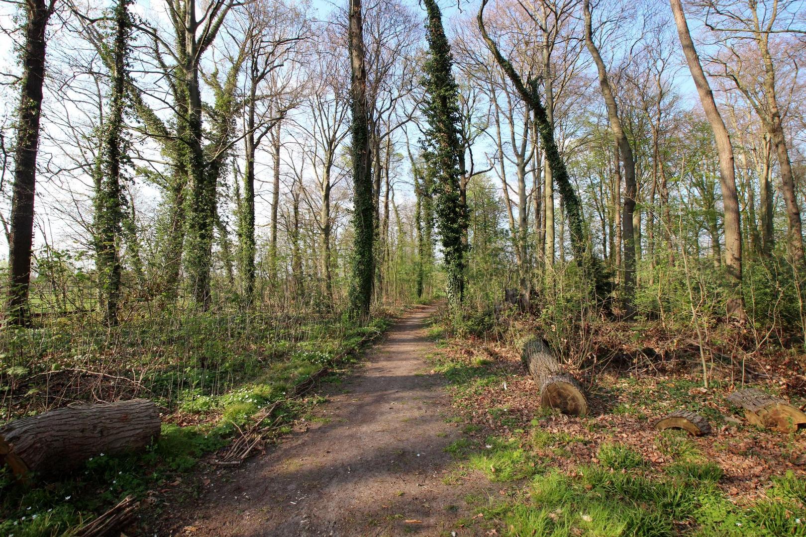 Het Hulgenrodebos krijgt zeker al extra zitbanken_