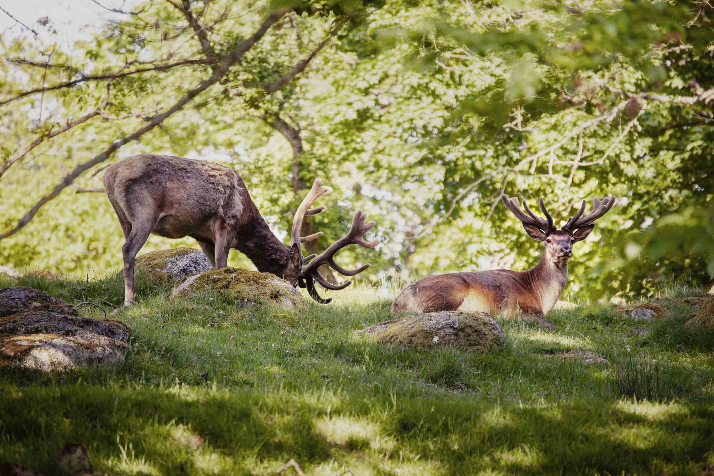 djur-kronvilt-Eriksberg_hotell_safaripark-Blekinge-011-2500px