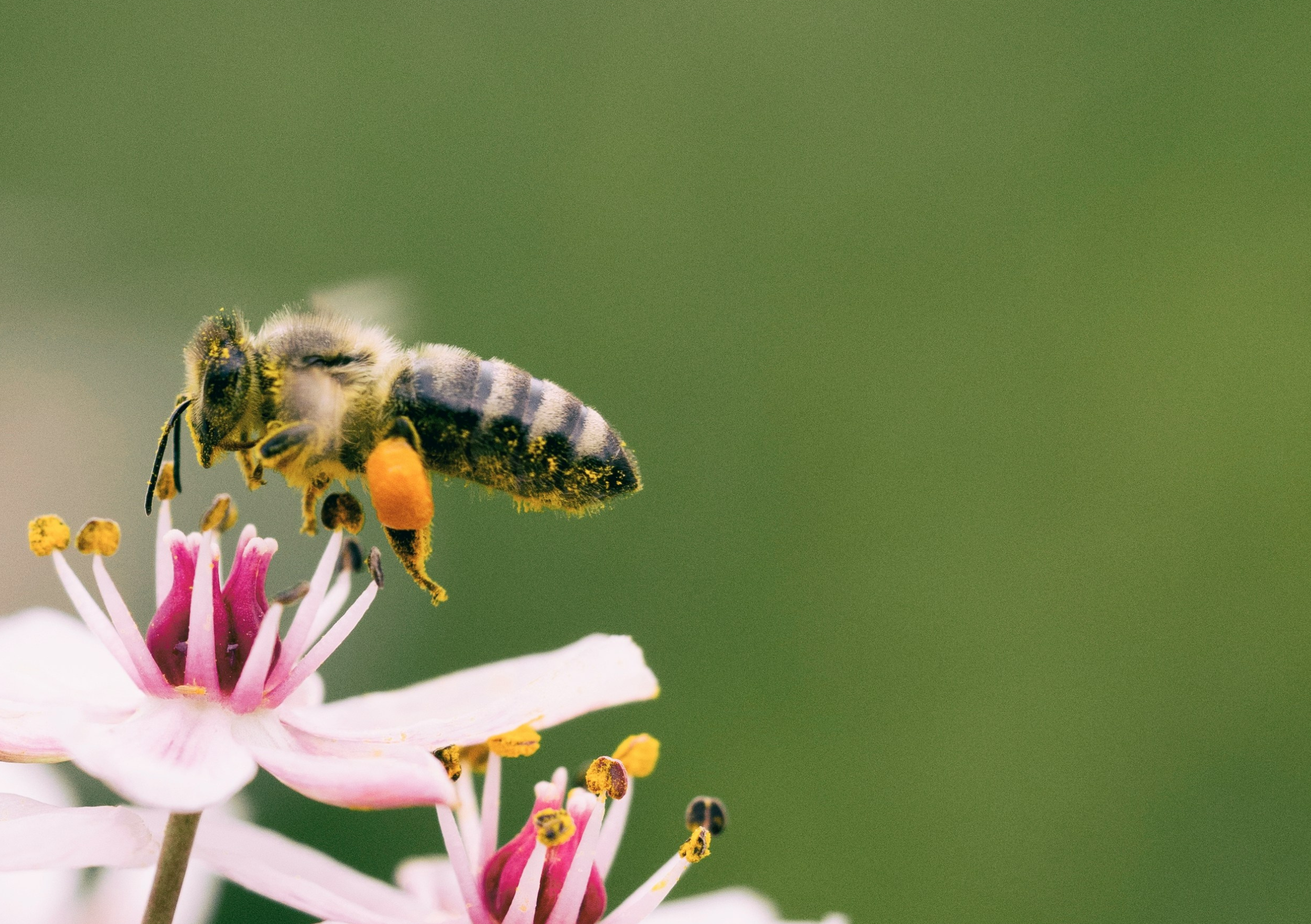 Copy of European Bee Award (A5 (Paysage)) (1)