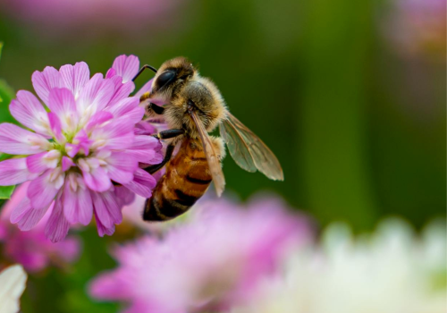 European Bee Award (A5 (Paysage)) (3)