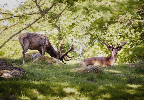 djur-kronvilt-Eriksberg_hotell_safaripark-Blekinge-011-2500px