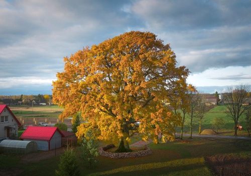 large_Lithuania_06_ETY_2026_credit_Vytautas_Zelnys_93cac1fd65
