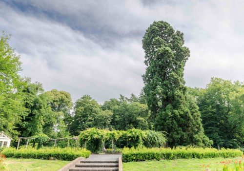 ov+boom+overijssel+rob+visser+photography+2+small