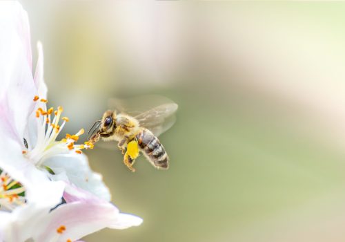 Flying,Honey,Bee,Collecting,Bee,Pollen,From,Apple,Blossom.,Bee
